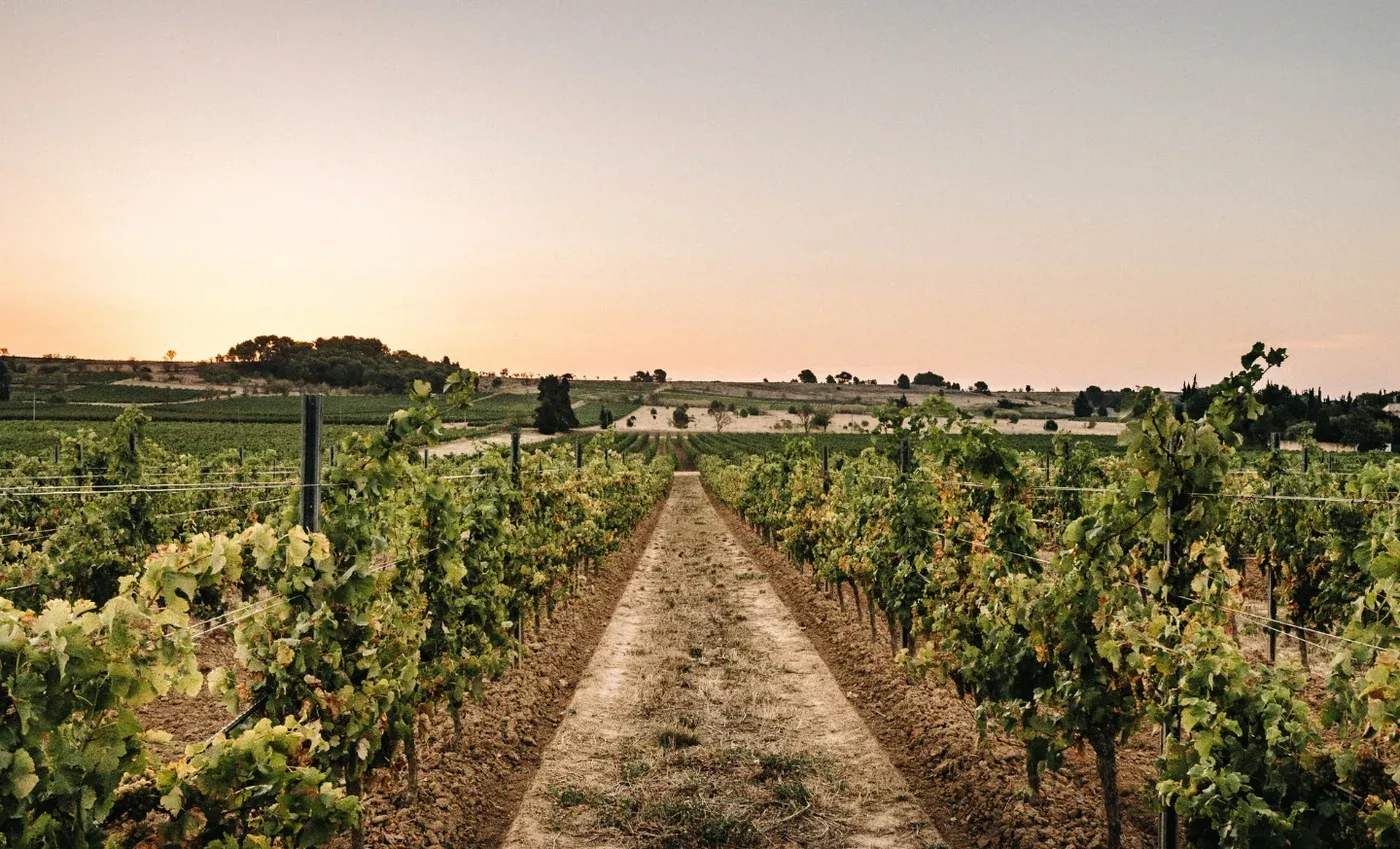 French Bloom – Alkoholfreier Savoir‑Faire für eine neue Generation des Genusses — Dine